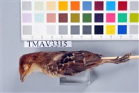 藏品(竹雞)的圖片